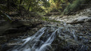 Serene Forest Stream with Cascading Waterfall in Autumn
