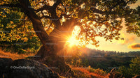 Majestic Oak Tree Illuminated by Golden Sunset Rays