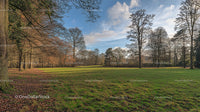 Serene Winter Park with Bare Trees and Green Meadow
