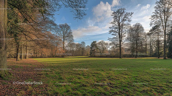 Serene Winter Park with Bare Trees and Green Meadow