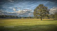 Solitary Tree in a Lush Green Field Under Dramatic Sky