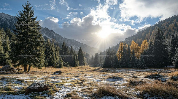 Oświecona Słońcem Alpejska Łąka z Drzewami Iglastymi i Jesiennymi Barwami