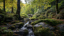 Tranquil Forest Stream with Moss-covered Rocks