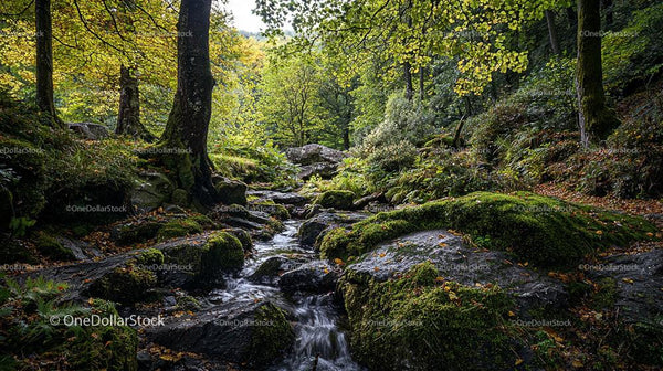 Tranquil Forest Stream with Moss-covered Rocks