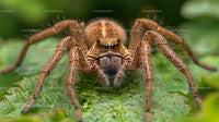 Macro Close-up of a Wolf Spider on a Green Leaf