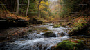 Serene Autumn Stream Flowing Through a Forest Setting