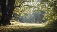 Sunlit Forest Clearing with Lush Greenery and Morning Light