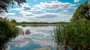 Serene Lake with Reflective Waters and Lush Green Reeds
