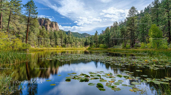 Tranquil Lake with Lily Pads in Pine Forest