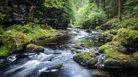 Tranquil Forest Stream with Mossy Rocks and Lush Greenery