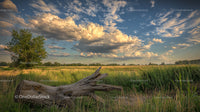 Fallen Tree in a Lush Green Meadow Under Dramatic Sky