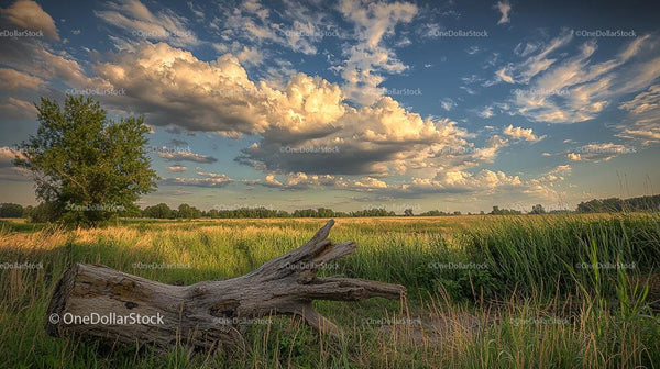 Fallen Tree in a Lush Green Meadow Under Dramatic Sky
