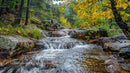 Tranquil Stream with Autumn Foliage in a Serene Forest