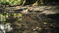 Serene Woodland Stream with Lush Green Surroundings