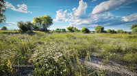 Summer Wildflower Meadow Under Blue Sky