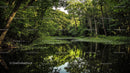 Tranquil Forest Pond Surrounded by Lush Greenery