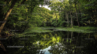 Tranquil Forest Pond Surrounded by Lush Greenery