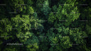 Lush Green Forest Canopy from Above