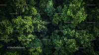 Lush Green Forest Canopy from Above