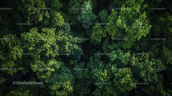 Lush Green Forest Canopy from Above