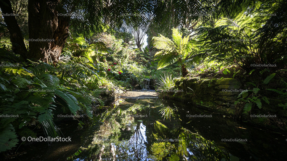 Lush Tropical Paradise with Serene Stream and Vibrant Foliage