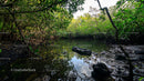 Lush Mangrove Forest Reflected in Tranquil Waters