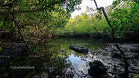 Lush Mangrove Forest Reflected in Tranquil Waters