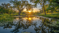 Golden Sunset Reflecting on a Tranquil Pond with Lush Greenery
