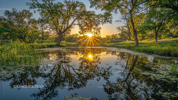 Golden Sunset Reflecting on a Tranquil Pond with Lush Greenery