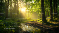 Sunrise Illuminating a Lush Forest Path