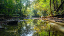 Serene Forest Stream Reflecting Lush Greenery