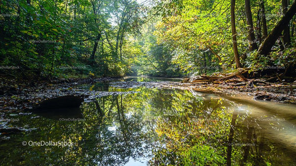 Serene Forest Stream Reflecting Lush Greenery