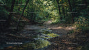 Tranquil Forest Trail with Stream in Lush Greenery
