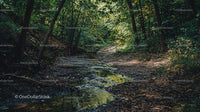 Tranquil Forest Trail with Stream in Lush Greenery
