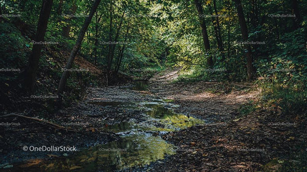 Tranquil Forest Trail with Stream in Lush Greenery