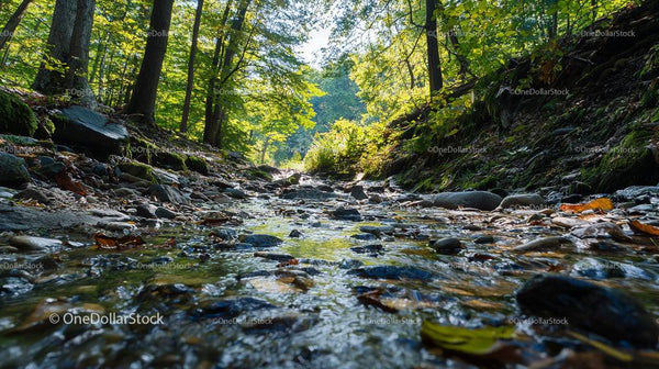 Sunlit Forest Stream Surrounded by Lush Greenery