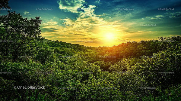 Vibrant Sunset Over Lush Green Forest Landscape