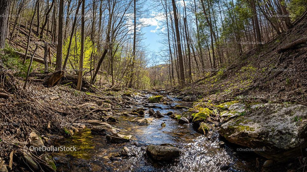 Serene Forest Stream with Sunlight and Mossy Rocks