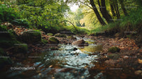Tranquil Forest Stream Surrounded by Lush Greenery