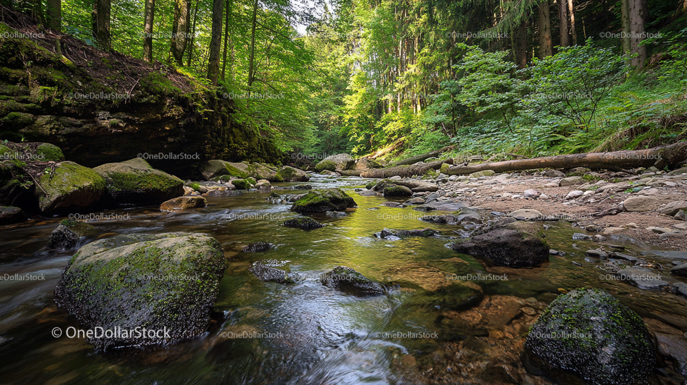 Serene Forest Stream with Moss Covered Rocks