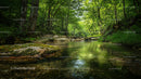 Serene Forest Stream with Lush Greenery and Reflective Waters