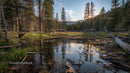Tranquil Forest Pond Reflecting Sunset and Mountains