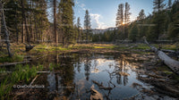 Tranquil Forest Pond Reflecting Sunset and Mountains