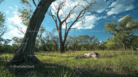 Idyllic Landscape with Bare Trees and Grasslands Under Blue Sky