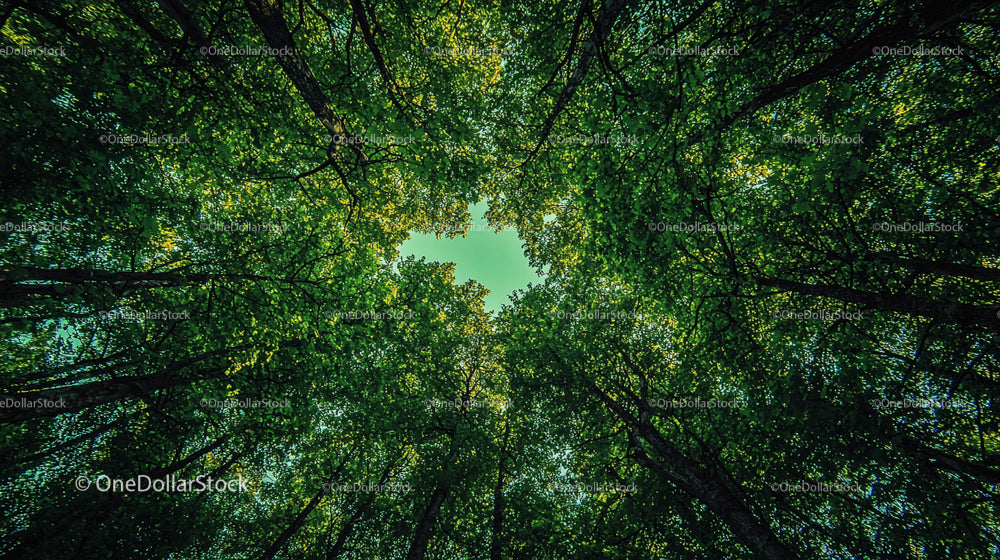 Sunlight Filtering Through Dense Tree Canopy in Forest
