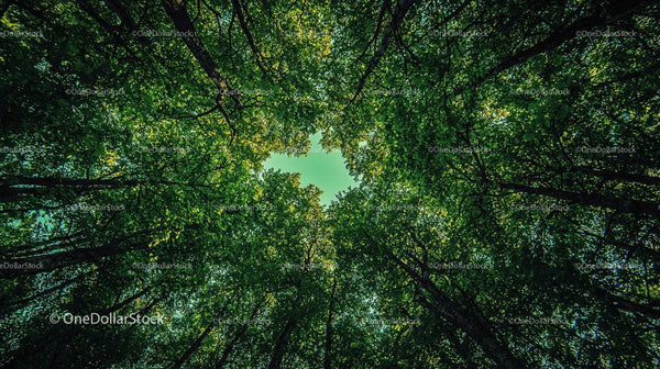 Sunlight Filtering Through Dense Tree Canopy in Forest