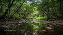 Tranquil Forest Stream with Lush Green Canopy