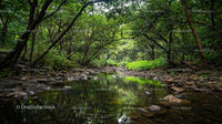 Tranquil Forest Stream with Lush Green Canopy
