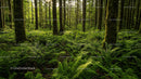 Lush Green Forest with Ferns and Tall Trees