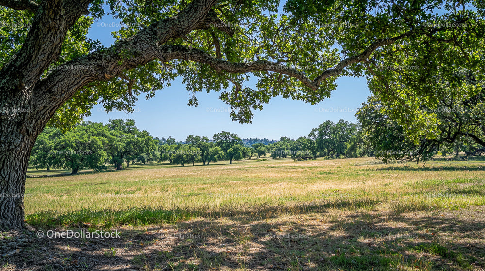 Scenic Meadow with Oak Trees Under Blue Sky